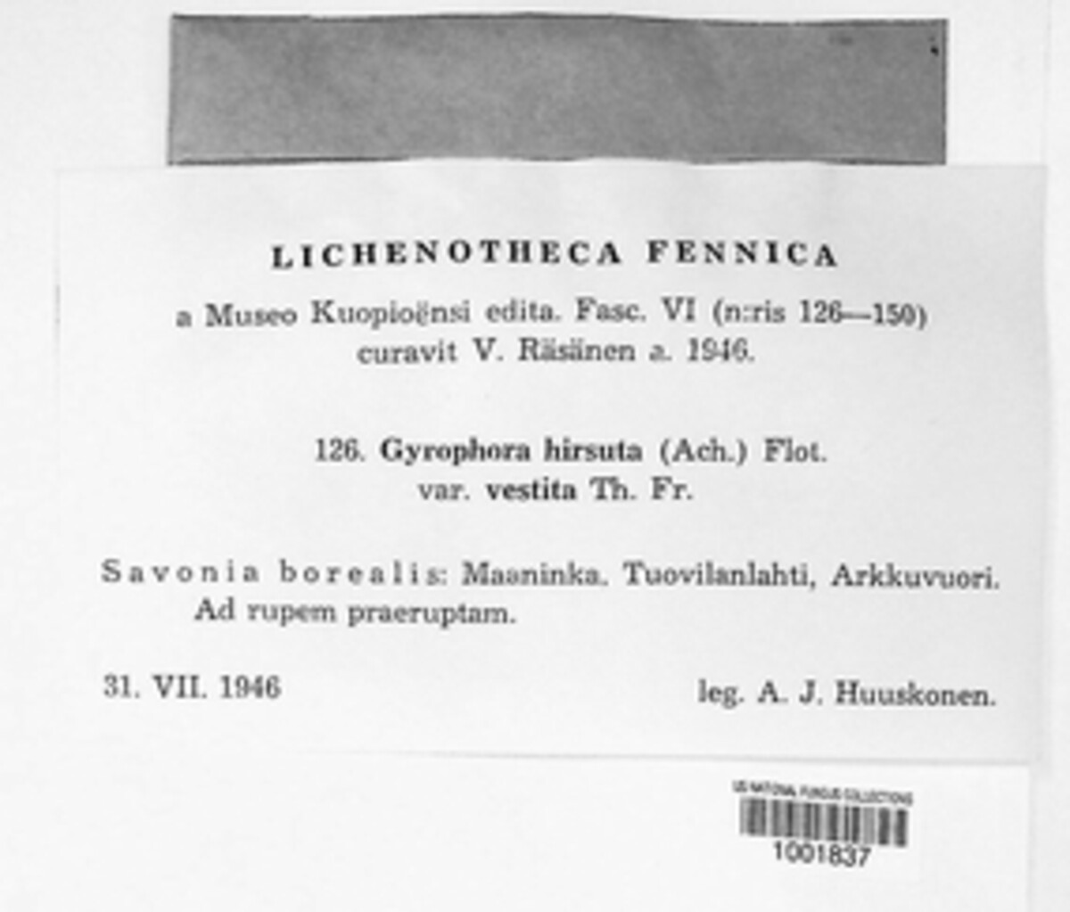 Umbilicaria hirsuta image